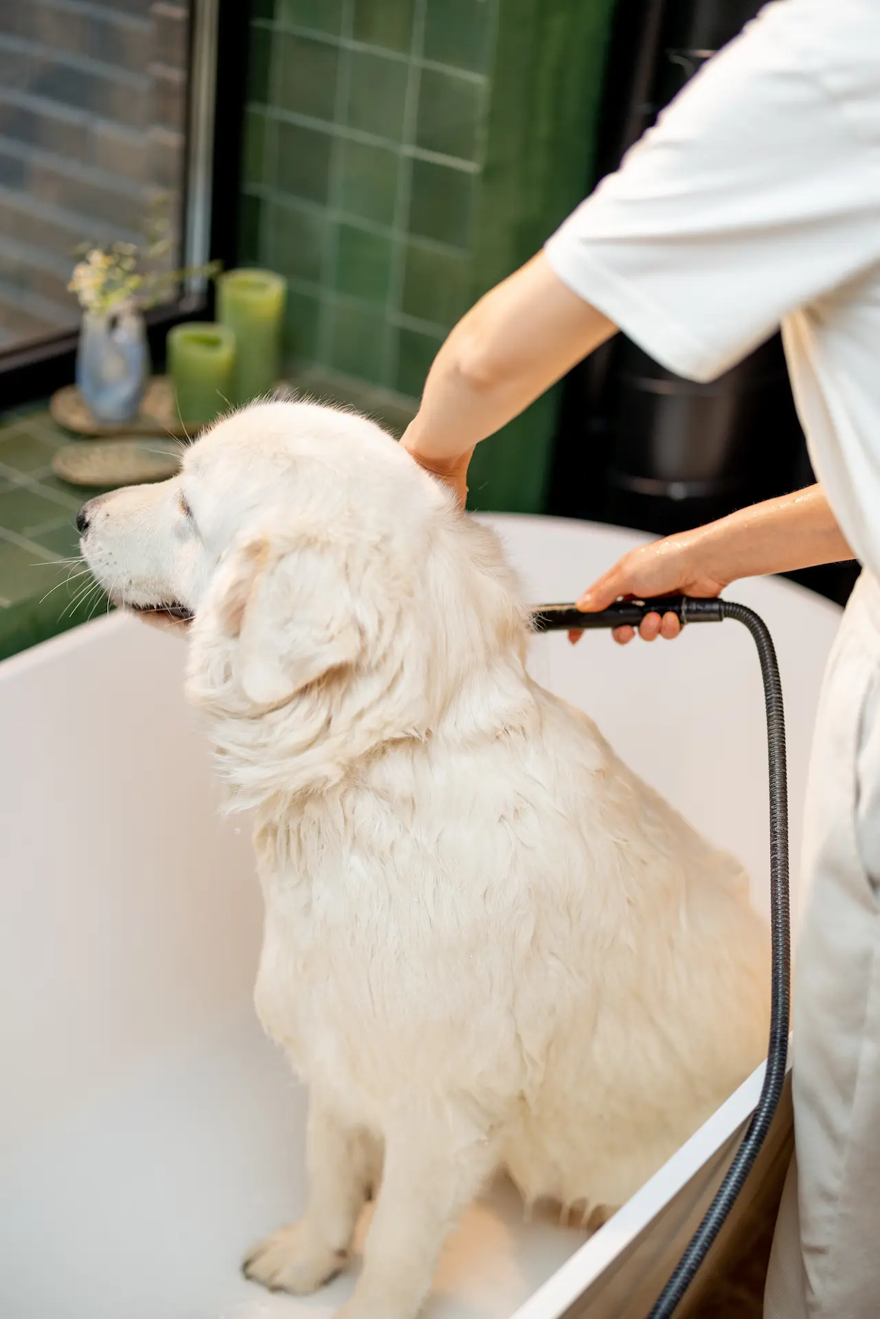 Liora pet spa with a dog being washed